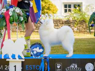 2019 Euroshow Bobbaby